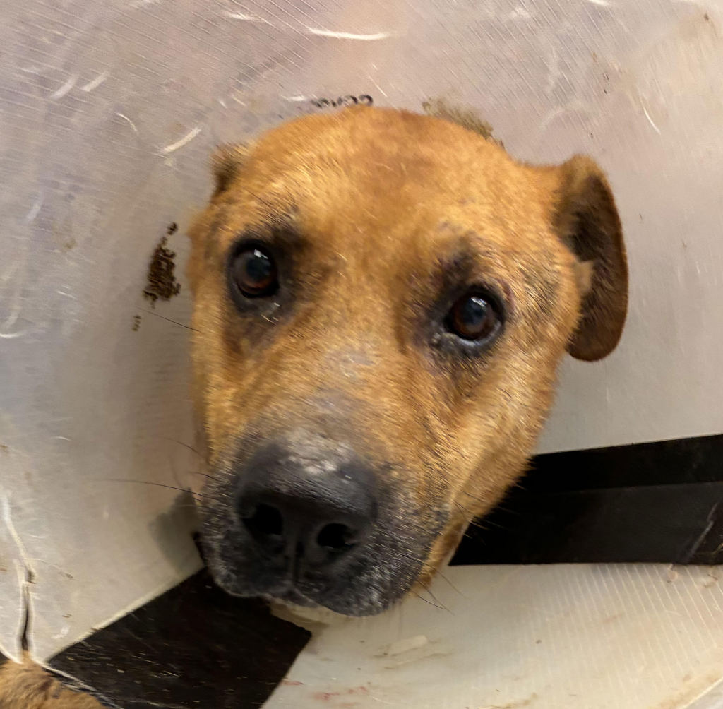 Shelter Stray Male Dog last seen OWNER SURRENDER, OR, 1700 W Historic Columbia River Hwy, Troutdale, OR 97060, USA