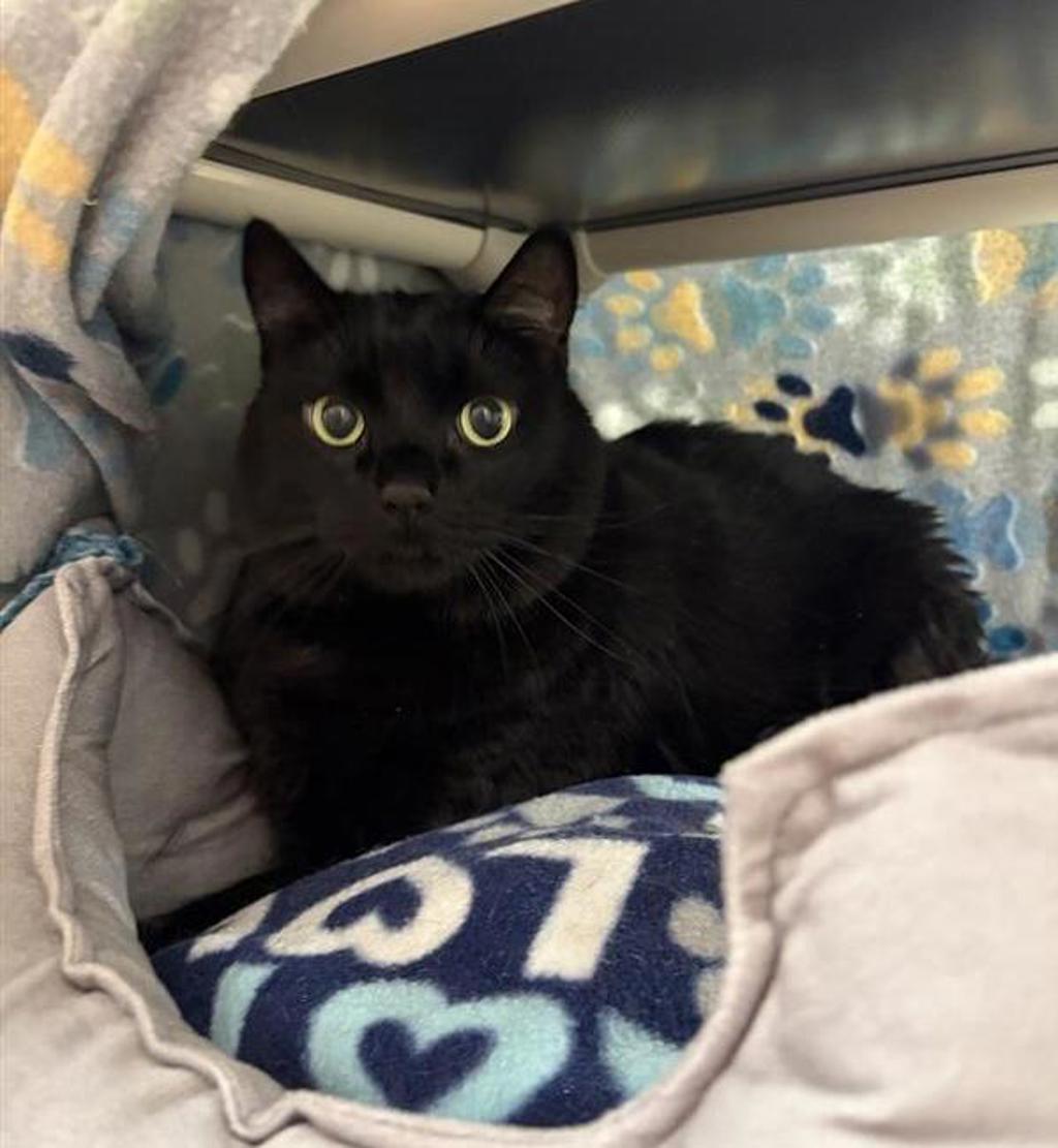 Shelter Stray Male Cat last seen Near 19th Avenue S, GREAT FALLS, MT, 59405, 1010 25th Ave NE, Great Falls, MT 59404, USA