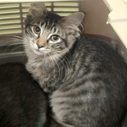Shelter Stray Female Cat last seen Near N K St, LIVERMORE, CA, 94550, 8323 Baldwin St, Oakland, CA 94621, USA