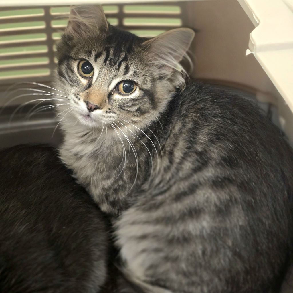 Shelter Stray Female Cat last seen Near N K St, LIVERMORE, CA, 94550, 8323 Baldwin St, Oakland, CA 94621, USA