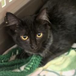 Shelter Stray Male Cat last seen Near N K St, LIVERMORE, CA, 94550, 8323 Baldwin St, Oakland, CA 94621, USA