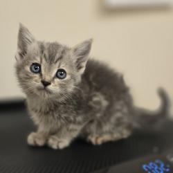 Shelter Stray Female Cat last seen Near Carrall Rd, LIVERMORE, CA, 94551, 8323 Baldwin St, Oakland, CA 94621, USA