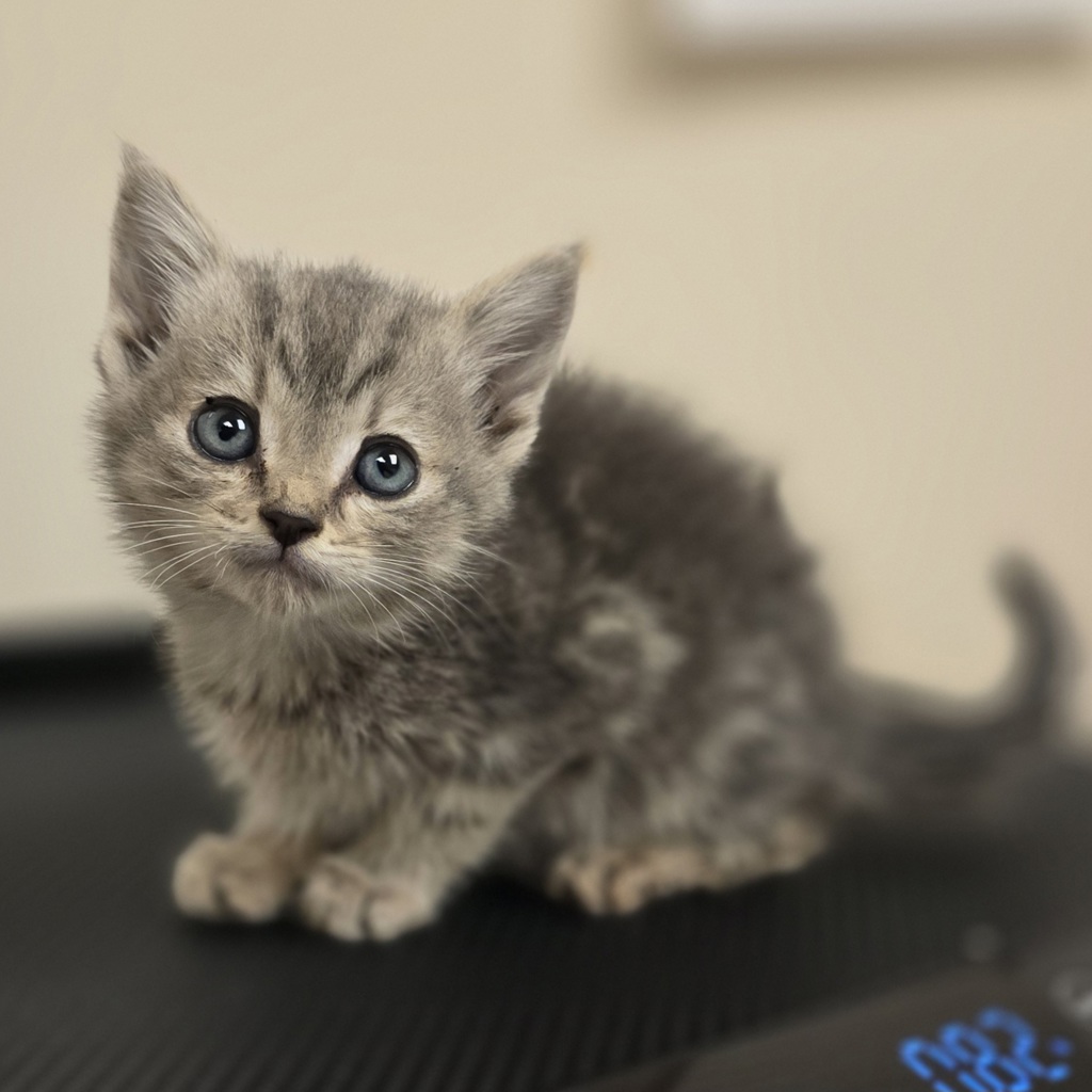 Shelter Stray Female Cat last seen Near Carrall Rd, LIVERMORE, CA, 94551, 8323 Baldwin St, Oakland, CA 94621, USA