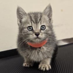 Shelter Stray Female Cat last seen Near Carrall Rd, LIVERMORE, CA, 94551, 8323 Baldwin St, Oakland, CA 94621, USA