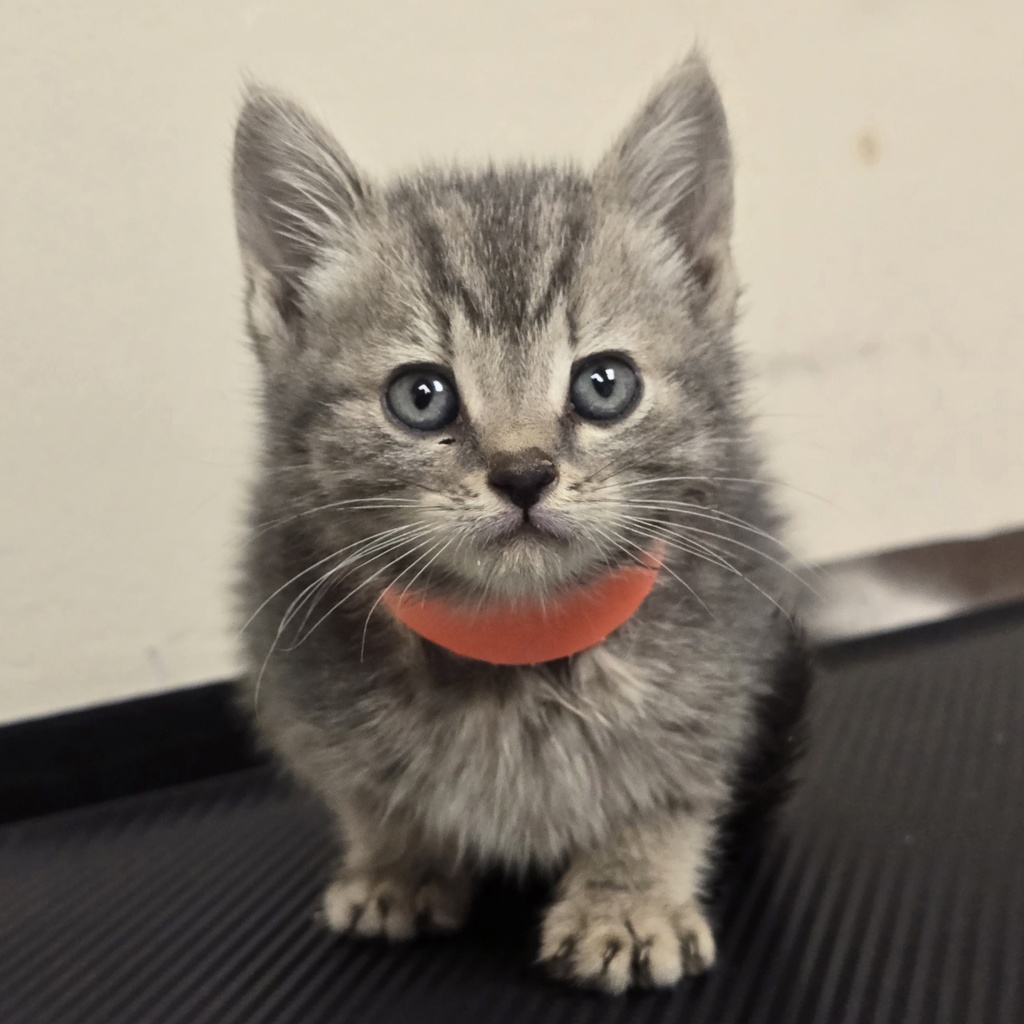 Shelter Stray Female Cat last seen Near Carrall Rd, LIVERMORE, CA, 94551, 8323 Baldwin St, Oakland, CA 94621, USA