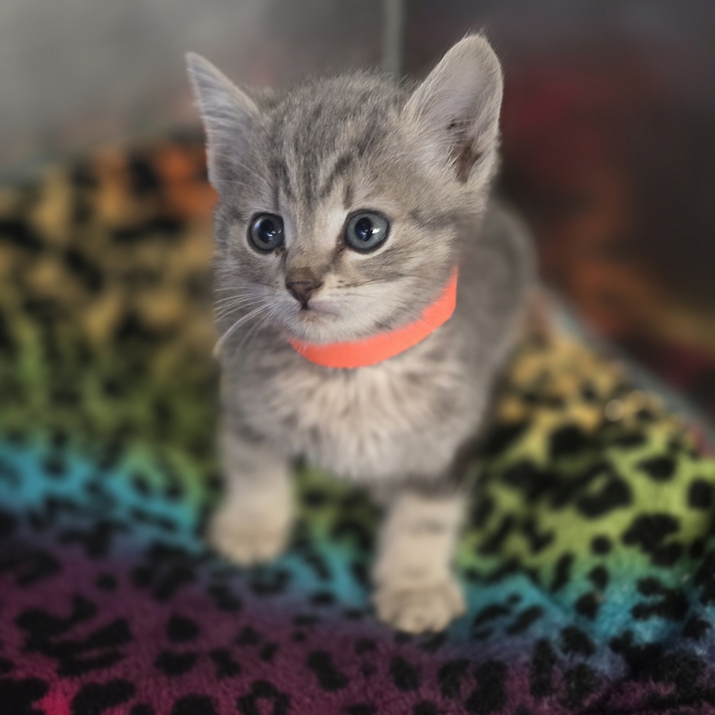 Shelter Stray Female Cat last seen Near Carrall Rd, LIVERMORE, CA, 94551, 8323 Baldwin St, Oakland, CA 94621, USA