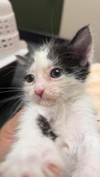Shelter Stray Female Cat last seen Near Lotus st, SAN JOSE, CA, 95116, 8323 Baldwin St, Oakland, CA 94621, USA