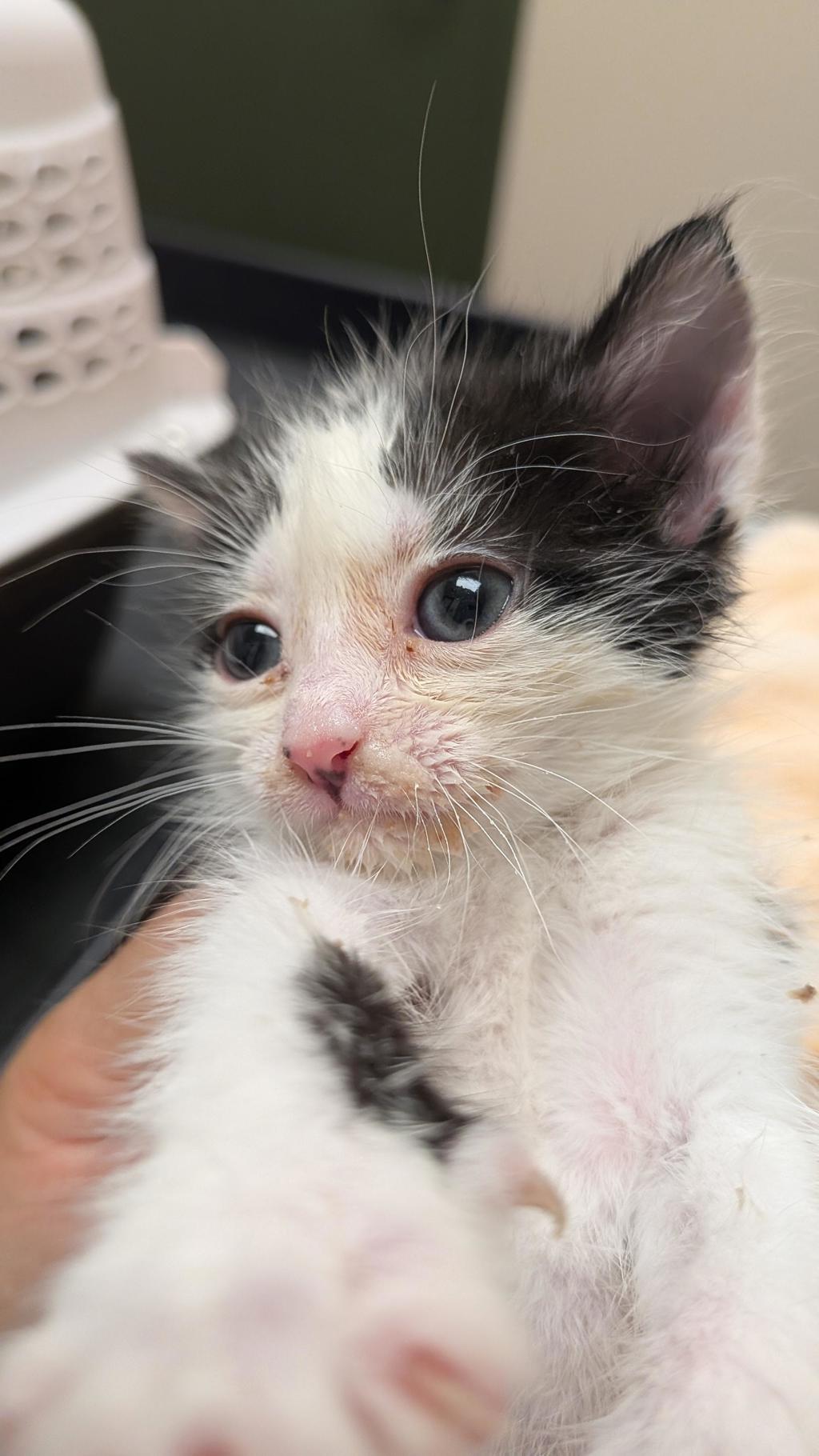 Shelter Stray Female Cat last seen Near Lotus st, SAN JOSE, CA, 95116, 8323 Baldwin St, Oakland, CA 94621, USA