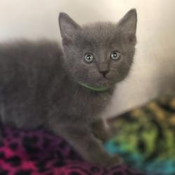 Shelter Stray Male Cat last seen Near Carrall Rd, LIVERMORE, CA, 94551, 8323 Baldwin St, Oakland, CA 94621, USA