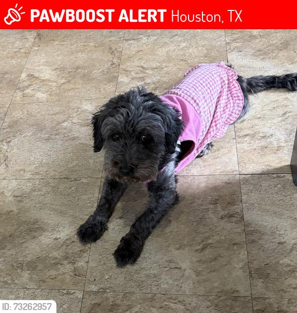 Lost Female Dog last seen Mills, Houston, TX 77026