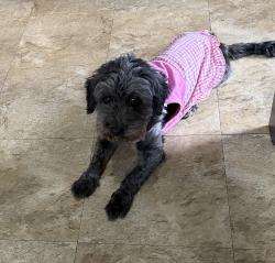 Lost Female Dog last seen Mills, Houston, TX 77026