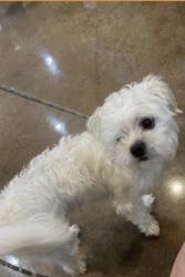 Lost Male Dog last seen Near burlwood dr, Greer, SC 29651