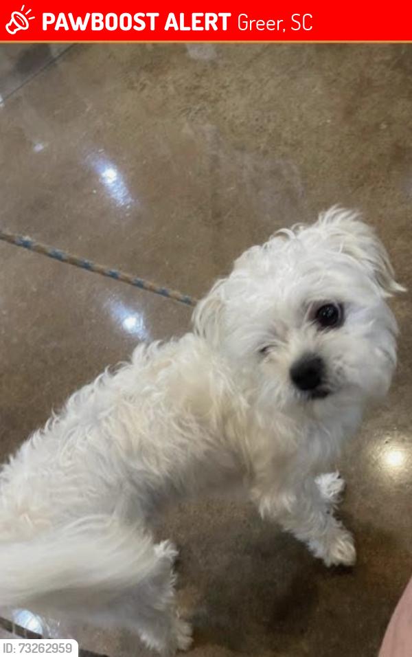 Lost Male Dog last seen Near burlwood dr, Greer, SC 29651