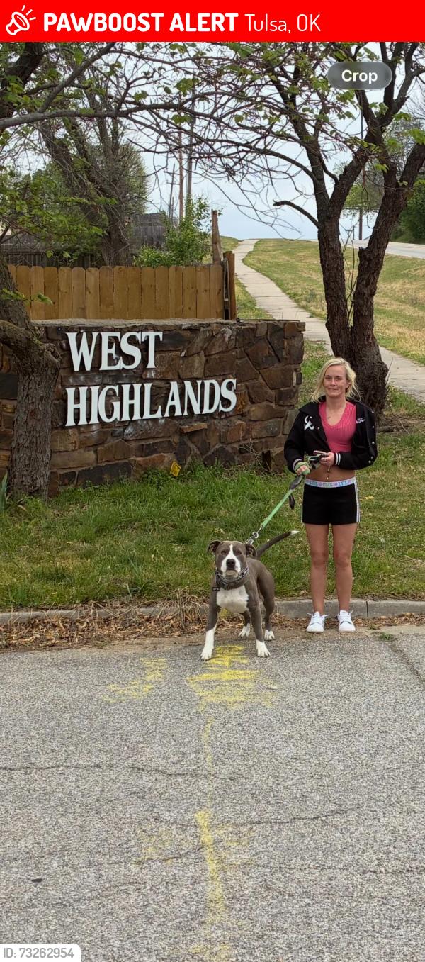 Lost Male Dog last seen Admiral and yale at qt, Tulsa, OK 74108