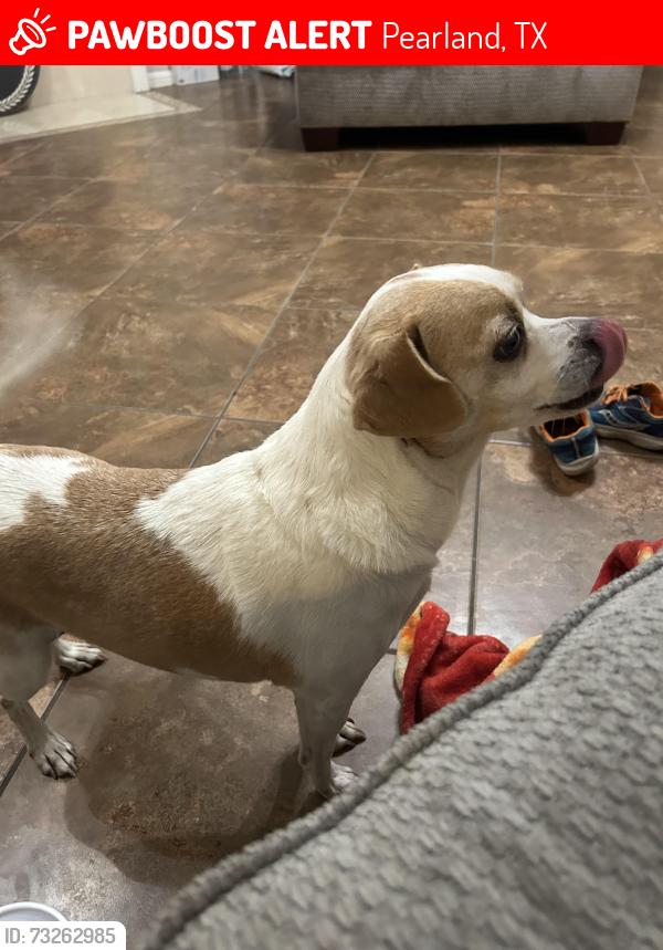 Lost Female Dog last seen West oaks boulevard, Pearland, TX 77584