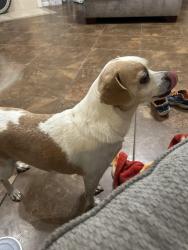 Lost Female Dog last seen West oaks boulevard, Pearland, TX 77584