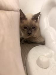 Found/Stray Unknown Cat last seen Folsom and Crestwood Loxahatchee Florida, Palm Beach County, FL 33411