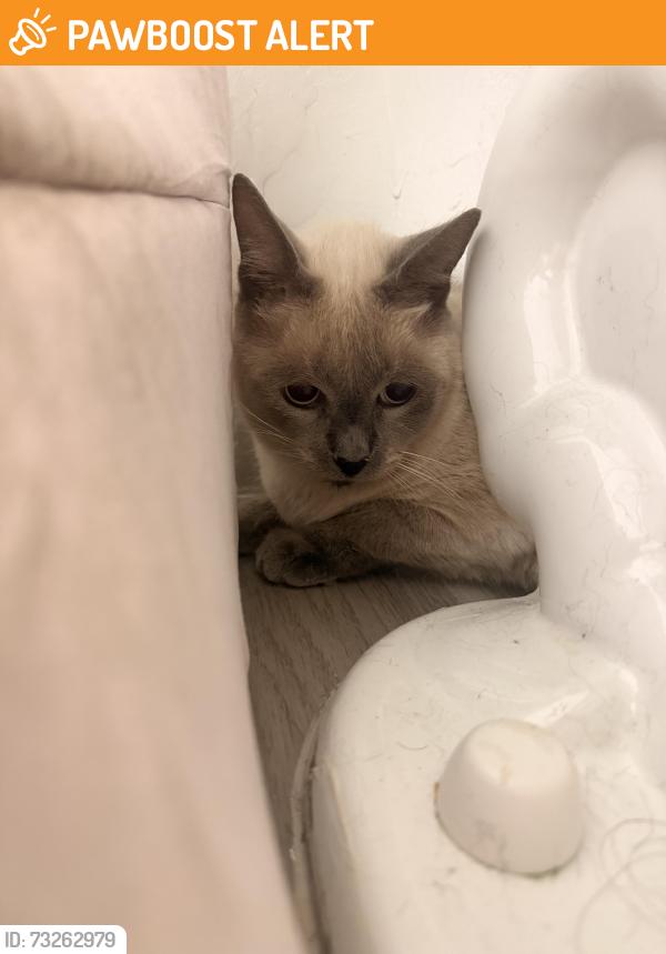 Found/Stray Unknown Cat last seen Folsom and Crestwood Loxahatchee Florida, Palm Beach County, FL 33411