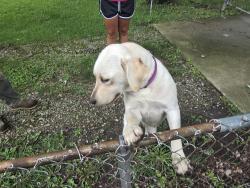 Found/Stray Female Dog last seen Modoc area, Modoc, IN 47358
