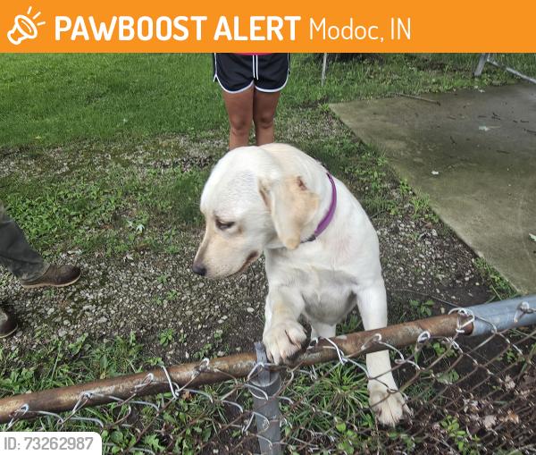 Found/Stray Female Dog last seen Modoc area, Modoc, IN 47358