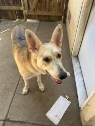 Lost Female Dog last seen Fruitridge and Stockton by the McDonald’s, Sacramento, CA 95820
