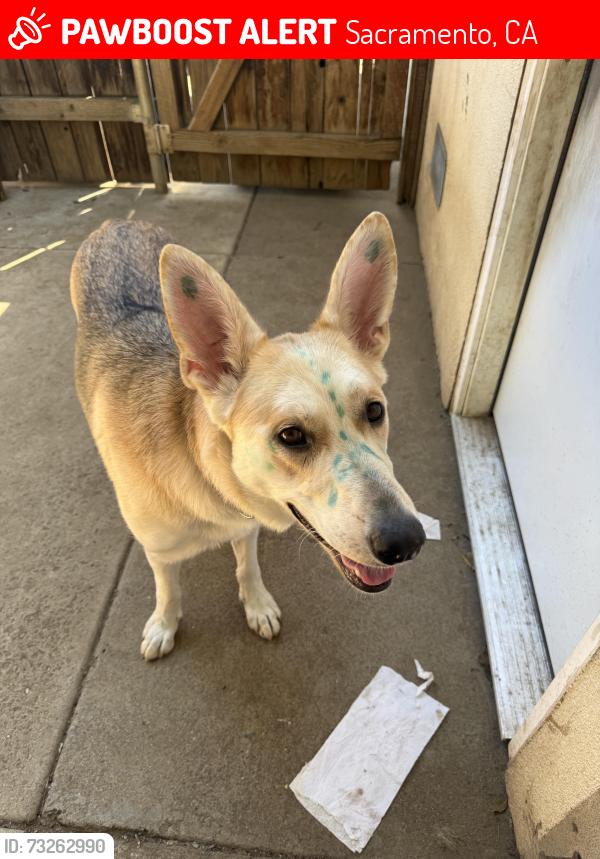 Lost Female Dog last seen Fruitridge and Stockton by the McDonald’s, Sacramento, CA 95820