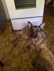 Lost Female Dog last seen Mansfield/whitlock, Detroit, MI 48228