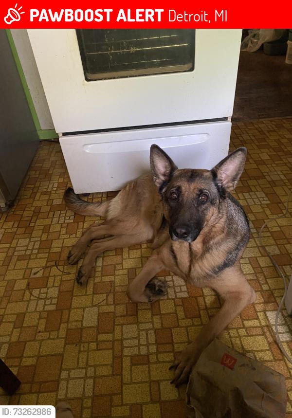 Lost Female Dog last seen Mansfield/whitlock, Detroit, MI 48228