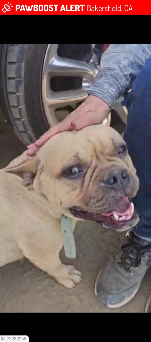 Lost Female Dog last seen Buena vista Blvd and Ingrid st, Bakersfield, CA 93307