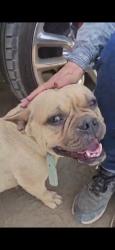 Lost Female Dog last seen Buena vista Blvd and Ingrid st, Bakersfield, CA 93307