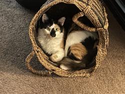 Reunited Female Cat last seen Near S Steckel Dr, Santa Paula, CA 93060, USA, Santa Paula, CA 93060