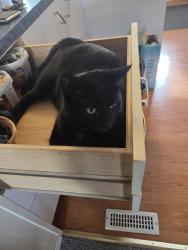 Lost Male Cat last seen 17th street, Edmonton, AB T6P 1B3