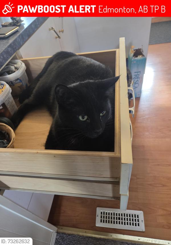 Lost Male Cat last seen 17th street, Edmonton, AB T6P 1B3