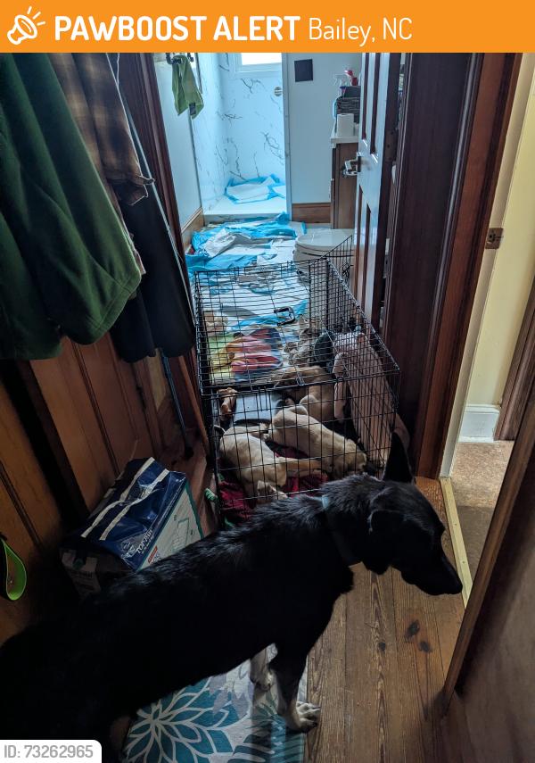 Rehomed Female Dog last seen W Hornes Church Rd between Bloomery and Williams Rds, Bailey, NC 27807