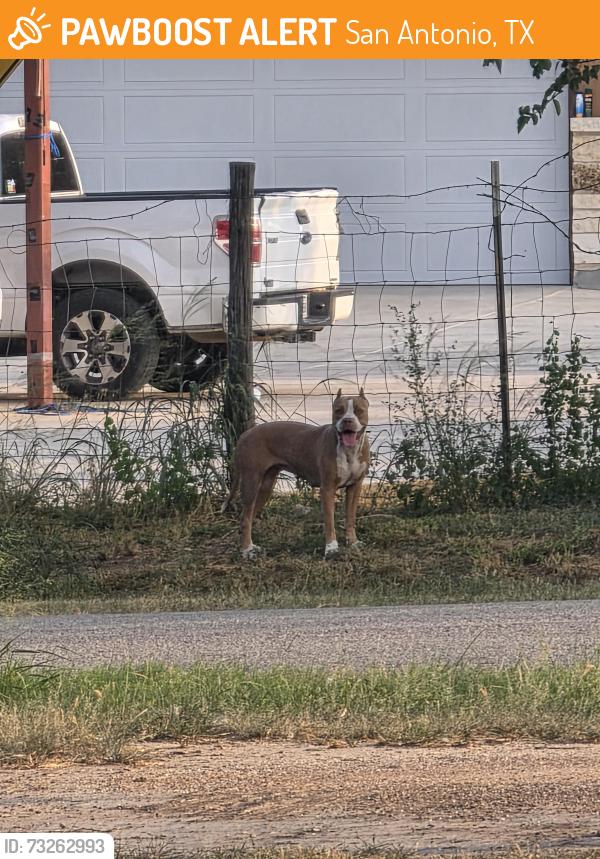 Found/Stray Female Dog last seen Pleasanton Rd, San Antonio, TX 78221