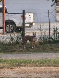 Found/Stray Female Dog last seen Pleasanton Rd, San Antonio, TX 78221