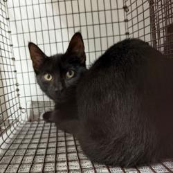Shelter Stray Male Cat last seen , 2451 N Expressway 281, Edinburg, TX 78541, USA