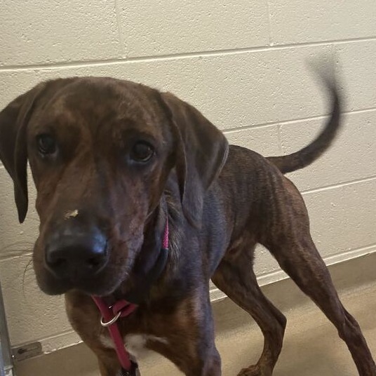 Shelter Stray Male Dog last seen , 14 Forever Friend Ln, Asheville, NC 28806, USA