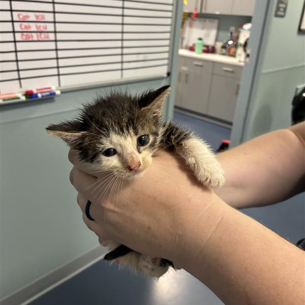 Shelter Stray Female Cat last seen , 980 Guilford College Rd, Greensboro, NC 27409, USA