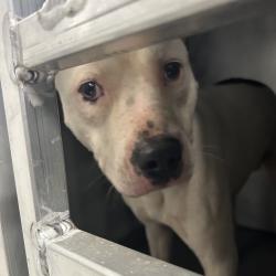 Shelter Stray Male Dog last seen , 980 Guilford College Rd, Greensboro, NC 27409, USA