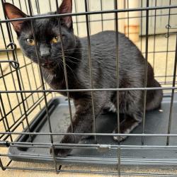 Shelter Stray Female Cat last seen , 980 Guilford College Rd, Greensboro, NC 27409, USA
