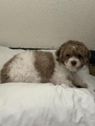 Lost Male Dog last seen Wallace av, Indianapolis, IN 46201