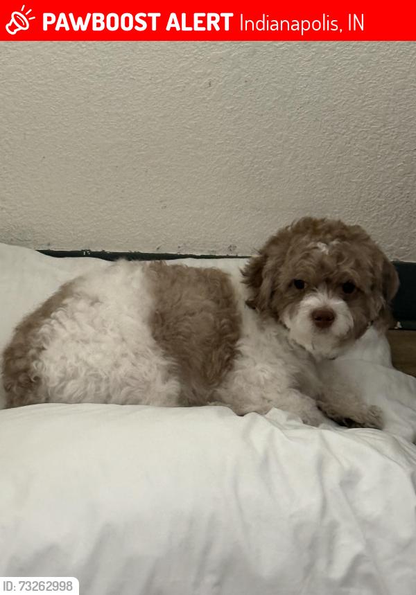 Lost Male Dog last seen Wallace av, Indianapolis, IN 46201