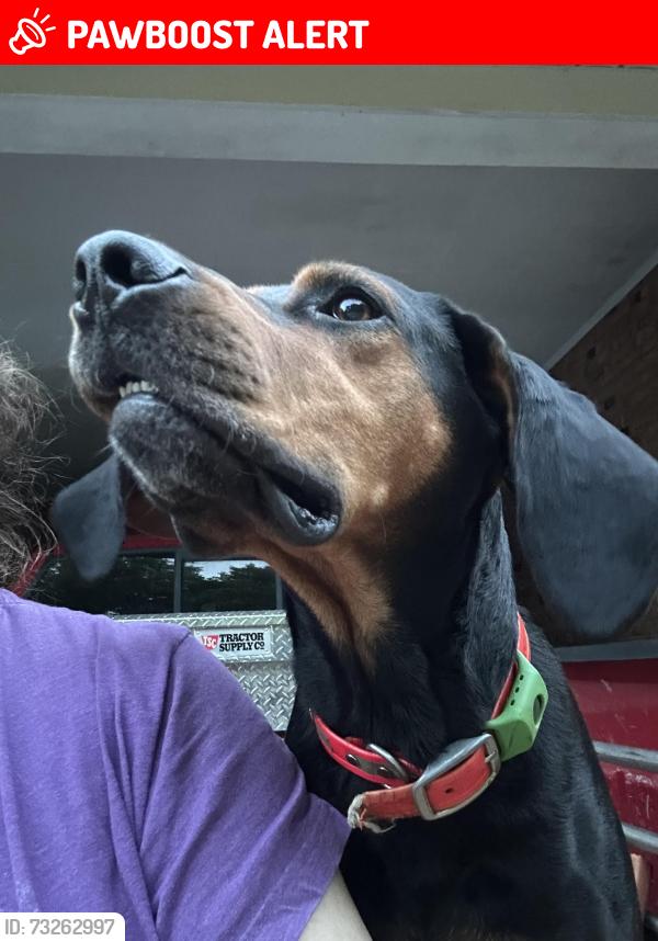 Lost Male Dog last seen Near The Roost in Staley, Randolph County, NC 27355