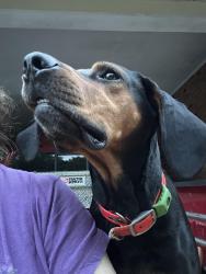 Lost Male Dog last seen Near The Roost in Staley, Randolph County, NC 27355