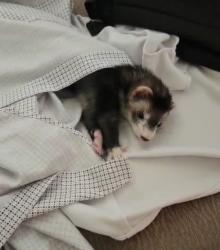 Lost Male Ferret last seen 17th st everett wa, Everett, WA 98201