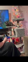 Lost Female Cat last seen 59th and mustang rd, Mustang, OK 73064
