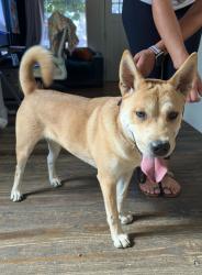 Found/Stray Female Dog last seen Abbs & Nez Perce, Boise, ID 83705