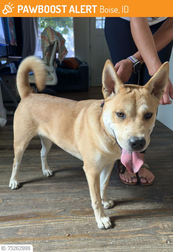 Found/Stray Female Dog last seen Abbs & Nez Perce, Boise, ID 83705