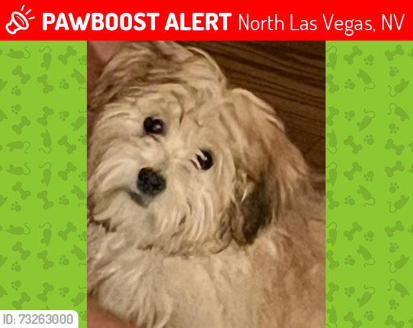 Lost Male Dog last seen Lincoln Road, North Las Vegas, NV 89081